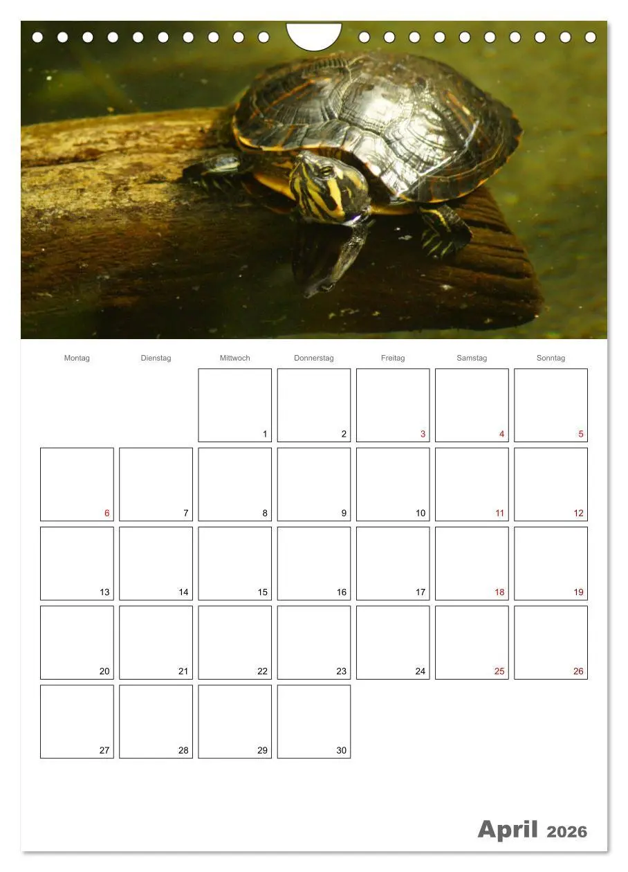 Bild: 9783516423228 | Langsame Schildkröten (Wandkalender 2026 DIN A4 hoch), CALVENDO...