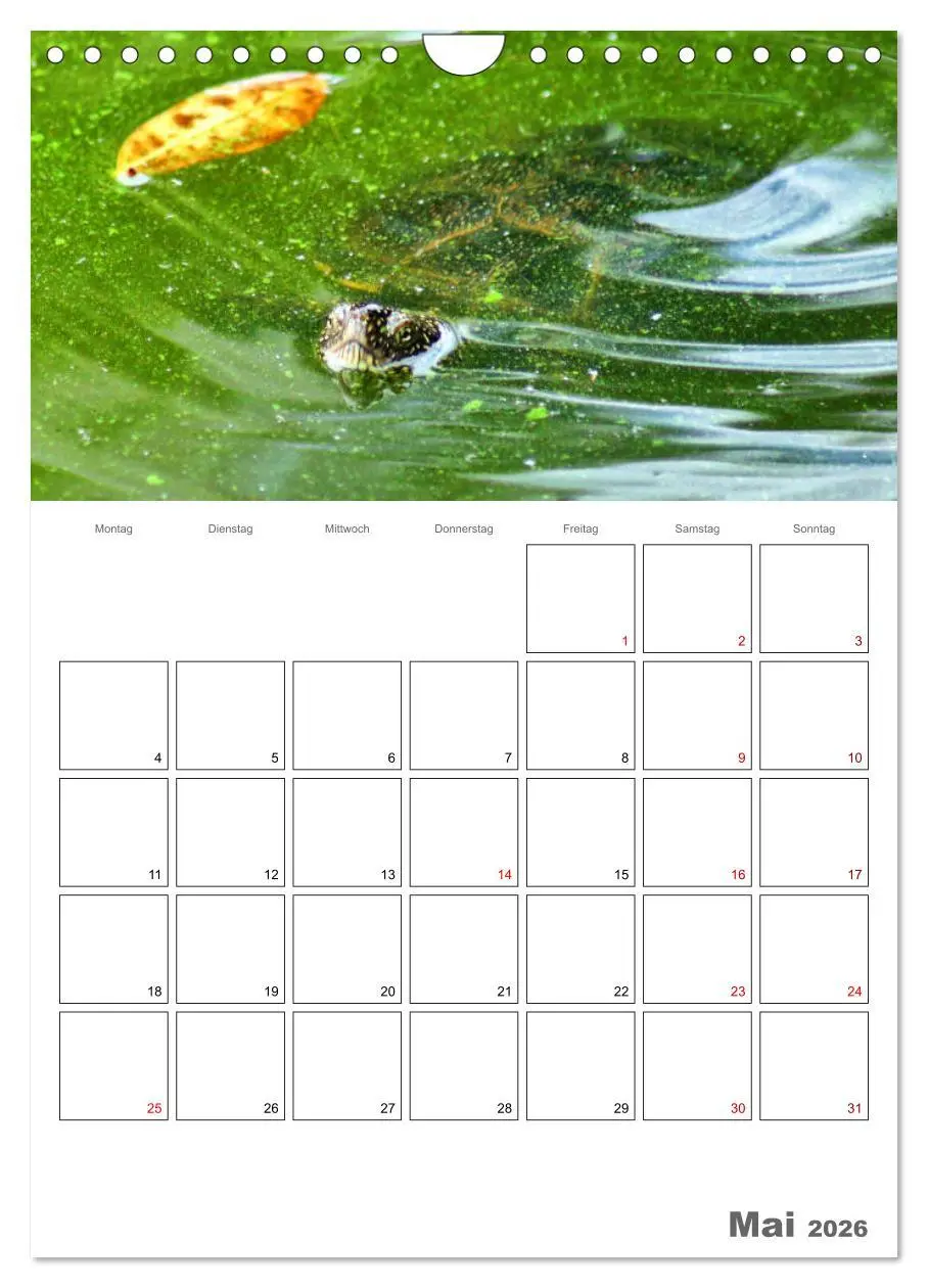 Bild: 9783516423228 | Langsame Schildkröten (Wandkalender 2026 DIN A4 hoch), CALVENDO...