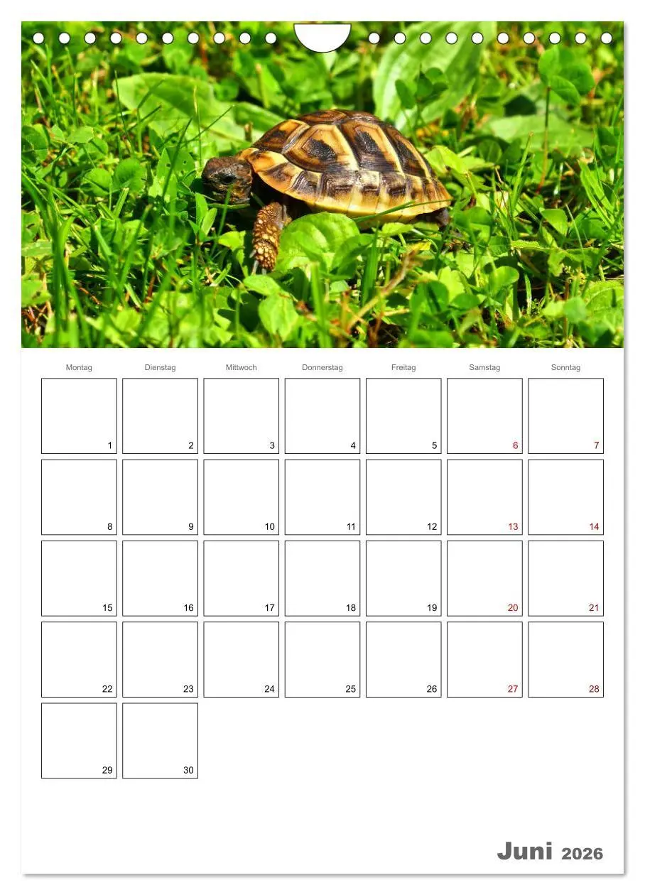 Bild: 9783516423228 | Langsame Schildkröten (Wandkalender 2026 DIN A4 hoch), CALVENDO...