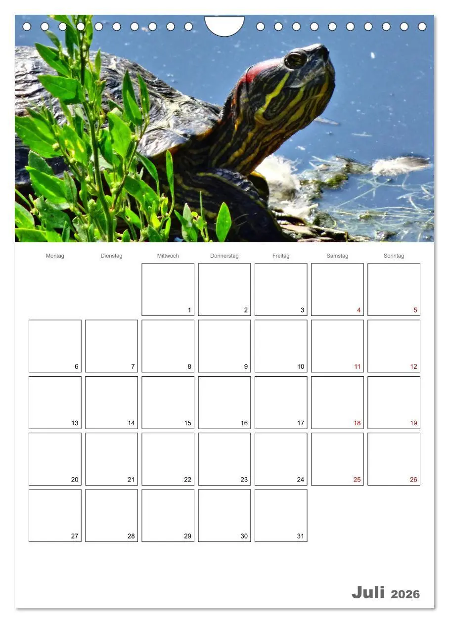 Bild: 9783516423228 | Langsame Schildkröten (Wandkalender 2026 DIN A4 hoch), CALVENDO...