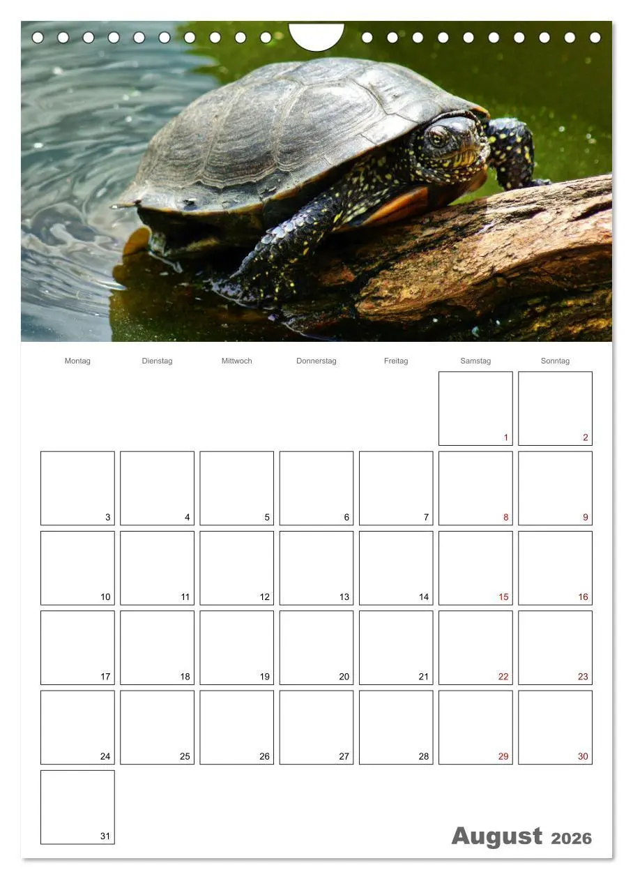 Bild: 9783516423228 | Langsame Schildkröten (Wandkalender 2026 DIN A4 hoch), CALVENDO...