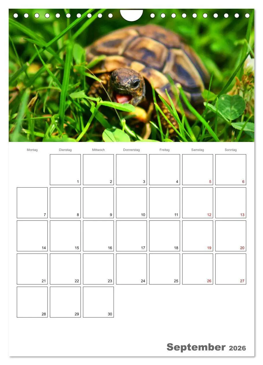 Bild: 9783516423228 | Langsame Schildkröten (Wandkalender 2026 DIN A4 hoch), CALVENDO...