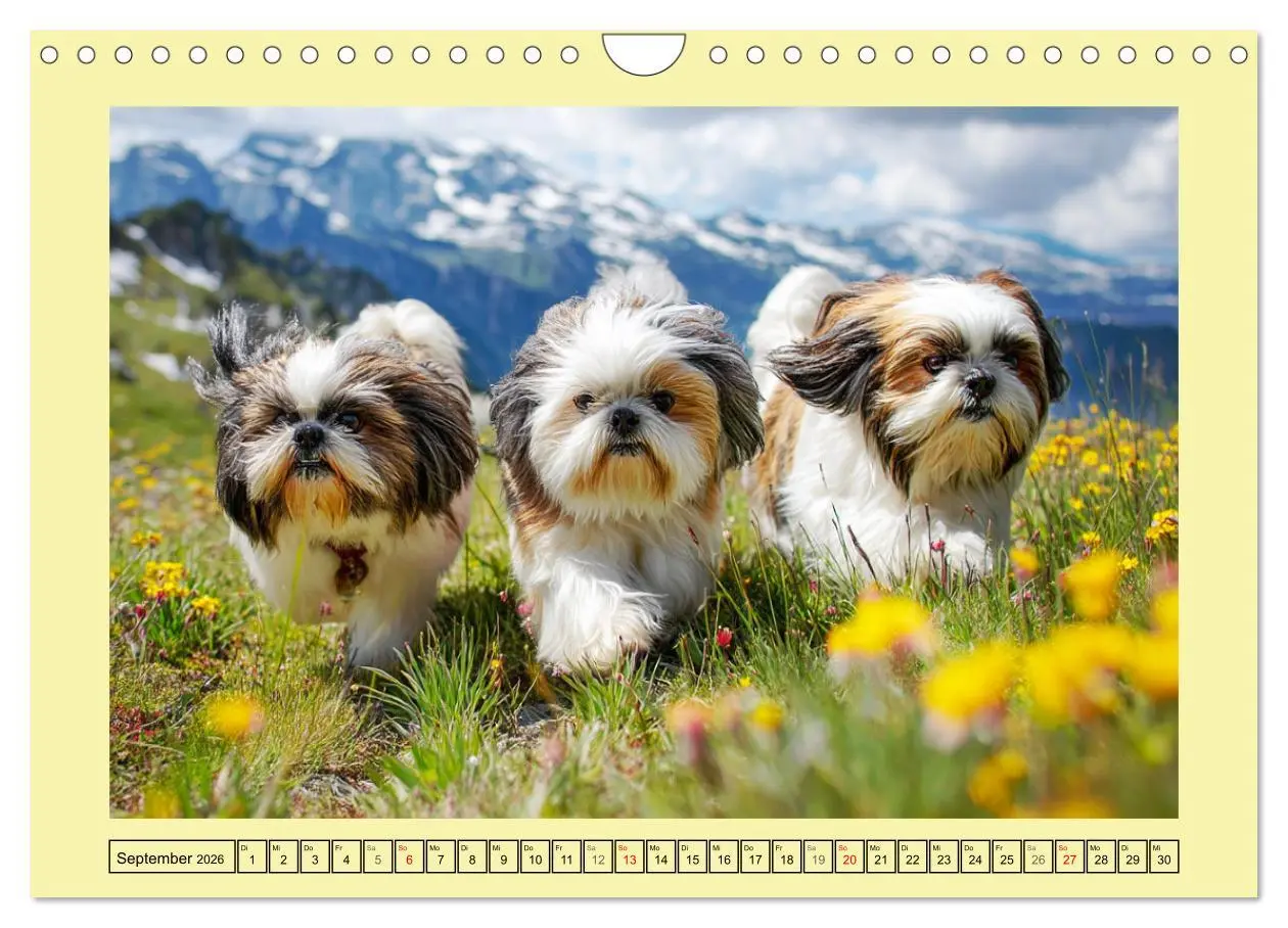 Bild: 9783457943328 | Shih Tzu Glück. Zauberhafte Hunde im alpinen Wanderglück...