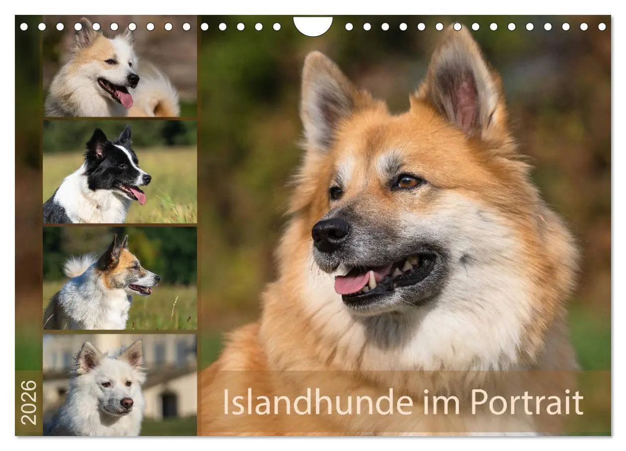 Cover: 9783457933428 | Islandhunde im Portrait (Wandkalender 2026 DIN A4 quer), CALVENDO...