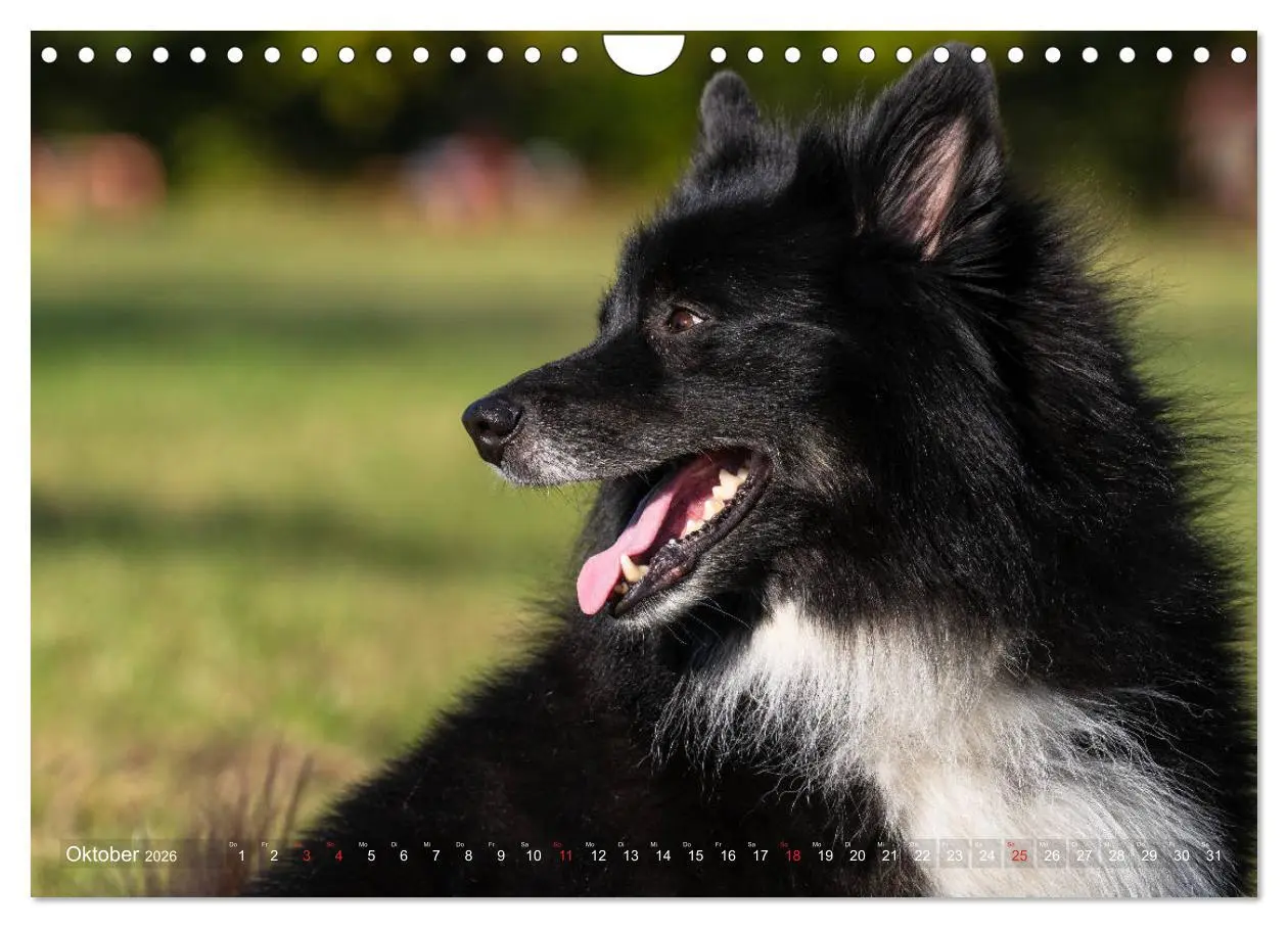 Bild: 9783457933428 | Islandhunde im Portrait (Wandkalender 2026 DIN A4 quer), CALVENDO...