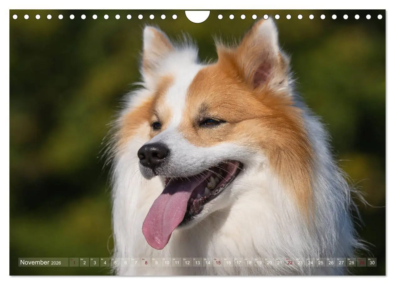 Bild: 9783457933428 | Islandhunde im Portrait (Wandkalender 2026 DIN A4 quer), CALVENDO...