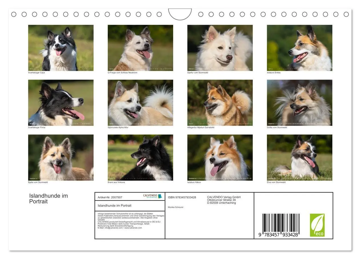 Bild: 9783457933428 | Islandhunde im Portrait (Wandkalender 2026 DIN A4 quer), CALVENDO...