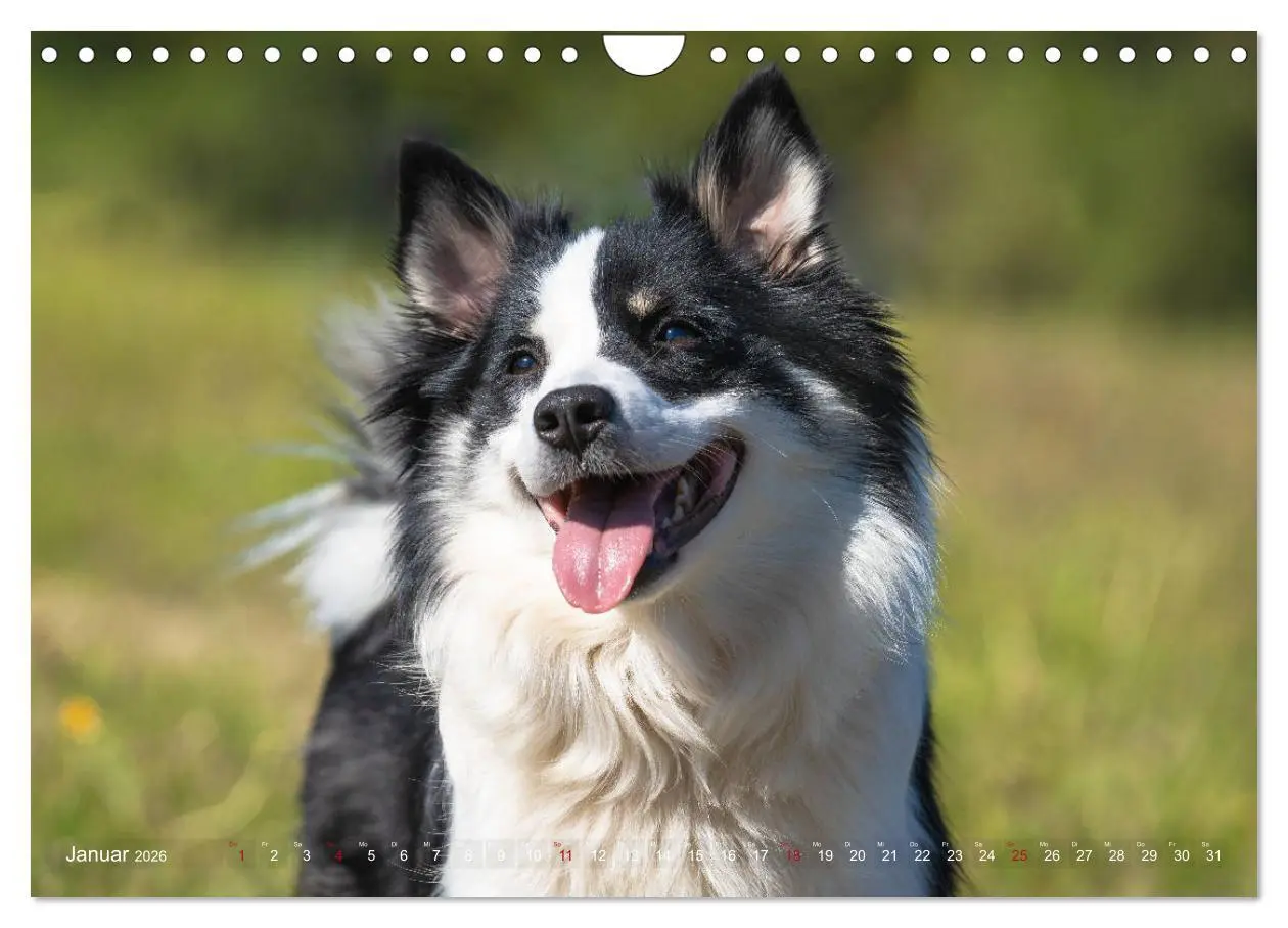 Bild: 9783457933428 | Islandhunde im Portrait (Wandkalender 2026 DIN A4 quer), CALVENDO...