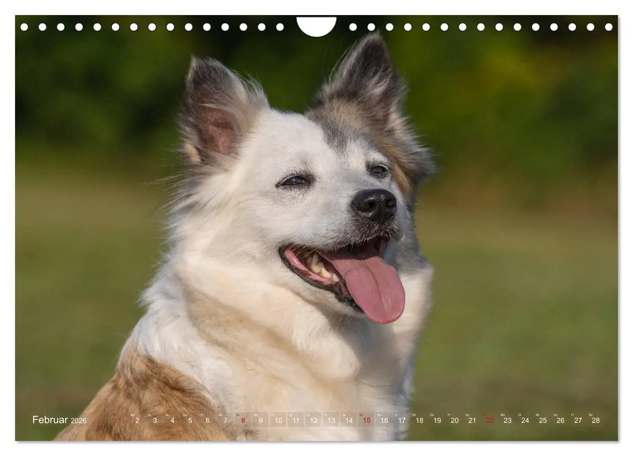 Bild: 9783457933428 | Islandhunde im Portrait (Wandkalender 2026 DIN A4 quer), CALVENDO...