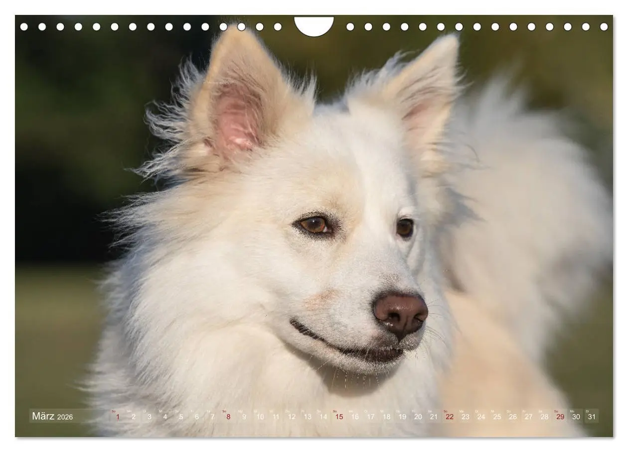 Bild: 9783457933428 | Islandhunde im Portrait (Wandkalender 2026 DIN A4 quer), CALVENDO...