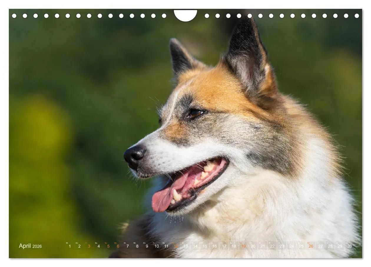 Bild: 9783457933428 | Islandhunde im Portrait (Wandkalender 2026 DIN A4 quer), CALVENDO...