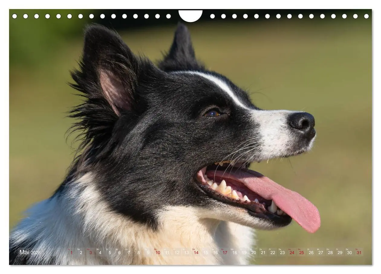 Bild: 9783457933428 | Islandhunde im Portrait (Wandkalender 2026 DIN A4 quer), CALVENDO...