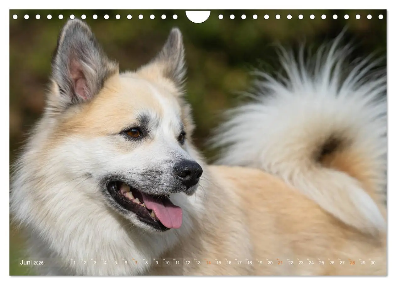 Bild: 9783457933428 | Islandhunde im Portrait (Wandkalender 2026 DIN A4 quer), CALVENDO...