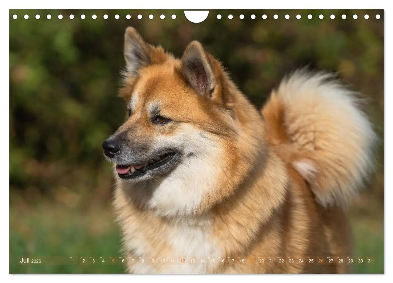 Bild: 9783457933428 | Islandhunde im Portrait (Wandkalender 2026 DIN A4 quer), CALVENDO...