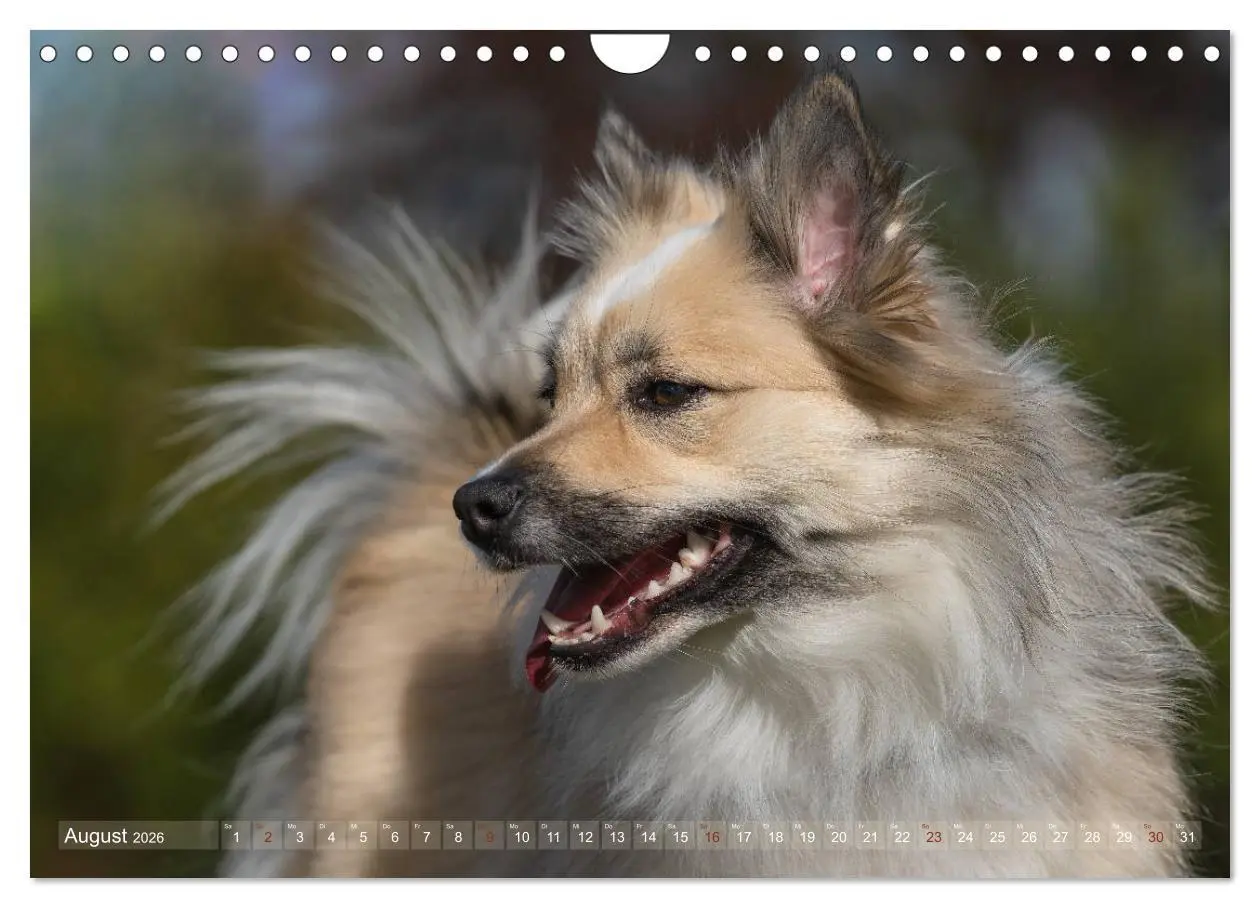 Bild: 9783457933428 | Islandhunde im Portrait (Wandkalender 2026 DIN A4 quer), CALVENDO...