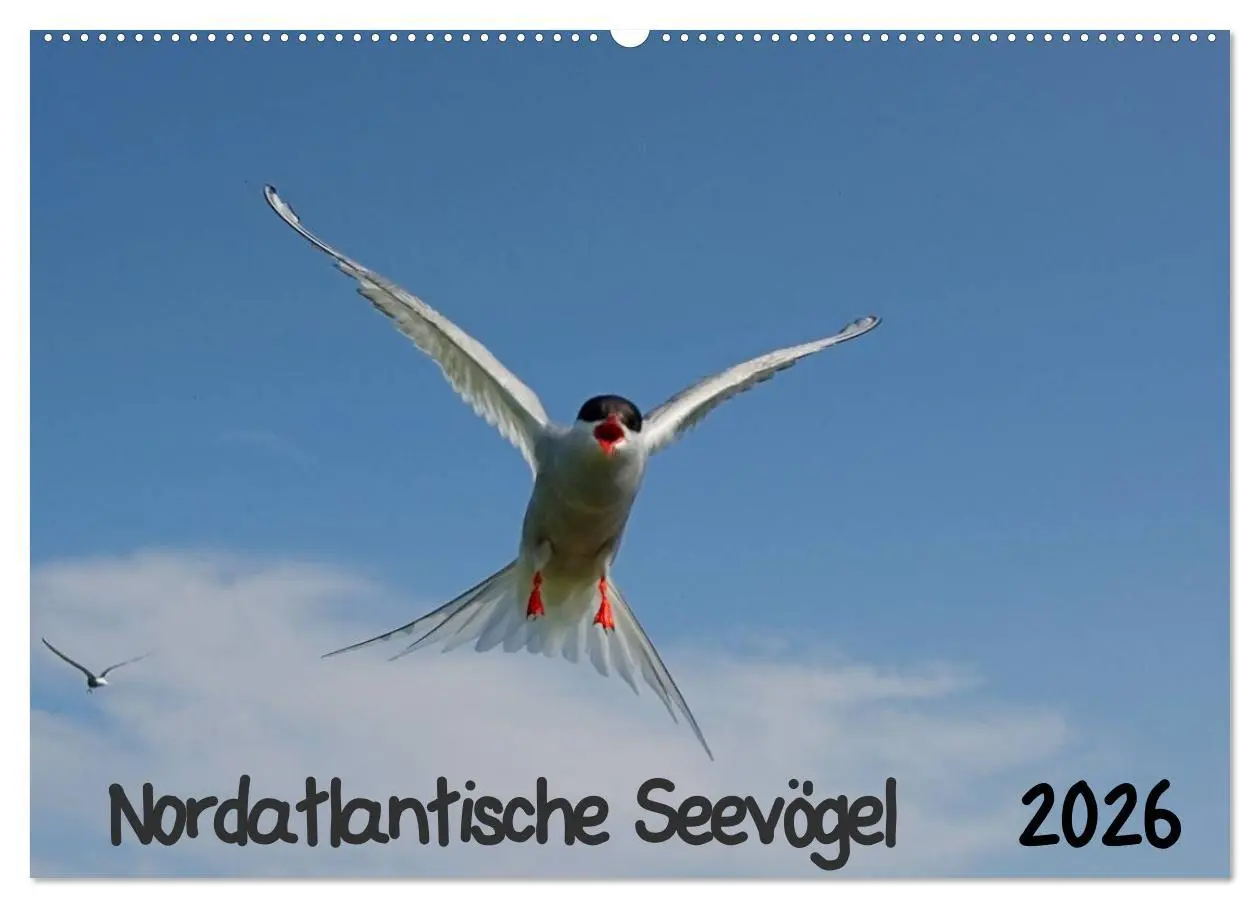 Cover: 9783516193428 | Nordatlantische Seevögel (Wandkalender 2026 DIN A2 quer), CALVENDO...