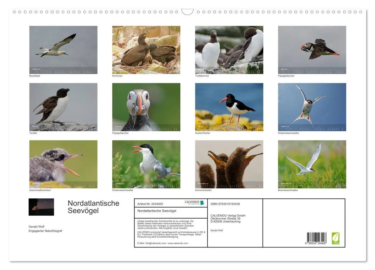 Bild: 9783516193428 | Nordatlantische Seevögel (Wandkalender 2026 DIN A2 quer), CALVENDO...