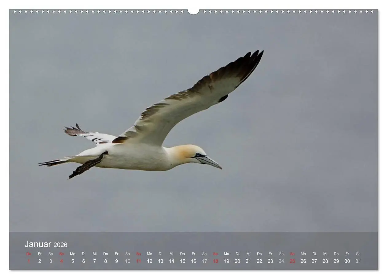 Bild: 9783516193428 | Nordatlantische Seevögel (Wandkalender 2026 DIN A2 quer), CALVENDO...