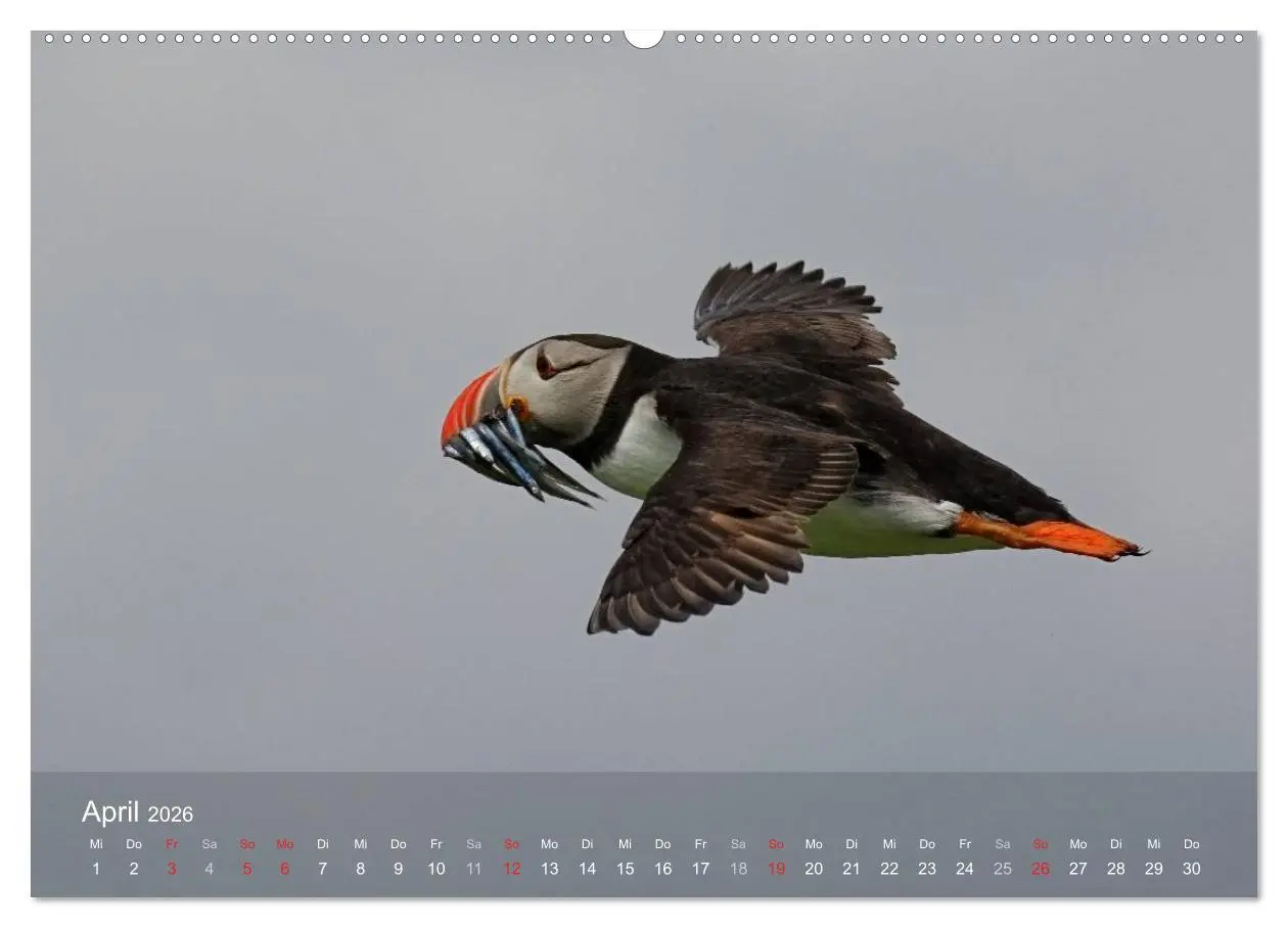 Bild: 9783516193428 | Nordatlantische Seevögel (Wandkalender 2026 DIN A2 quer), CALVENDO...
