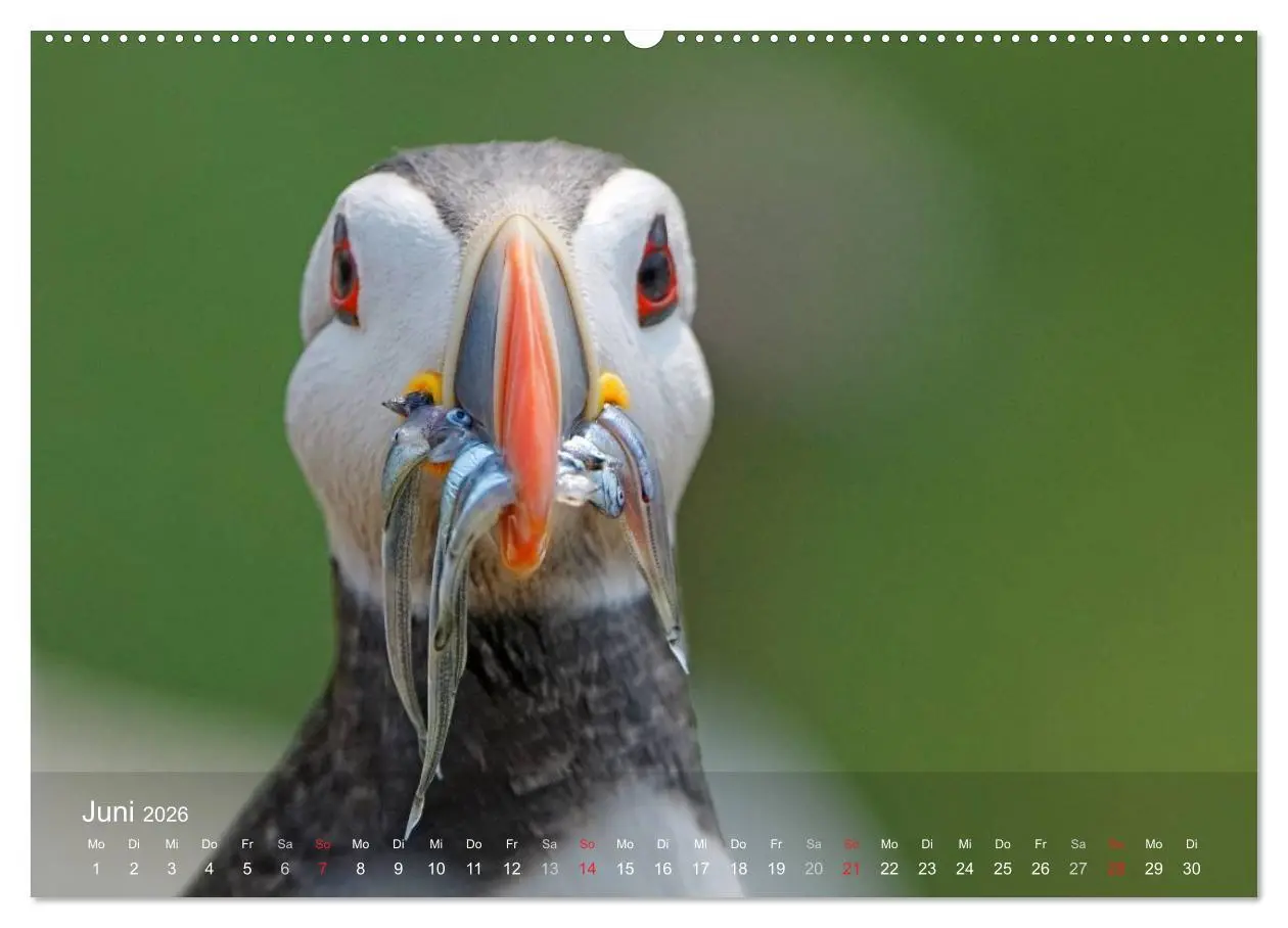 Bild: 9783516193428 | Nordatlantische Seevögel (Wandkalender 2026 DIN A2 quer), CALVENDO...