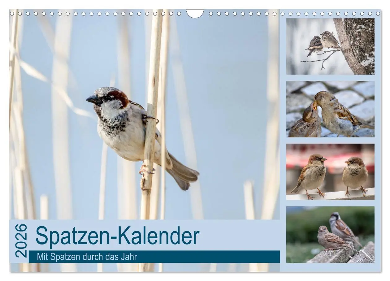 Cover: 9783516183528 | Spatzen-Kalender (Wandkalender 2026 DIN A3 quer), CALVENDO...