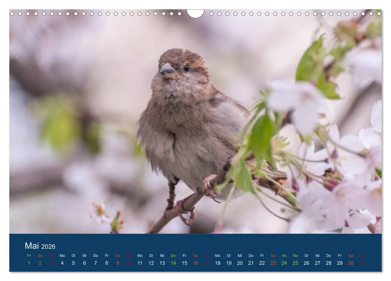 Bild: 9783516183528 | Spatzen-Kalender (Wandkalender 2026 DIN A3 quer), CALVENDO...