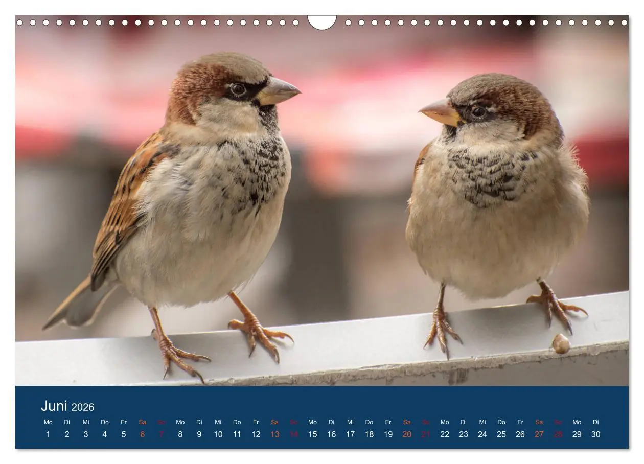 Bild: 9783516183528 | Spatzen-Kalender (Wandkalender 2026 DIN A3 quer), CALVENDO...