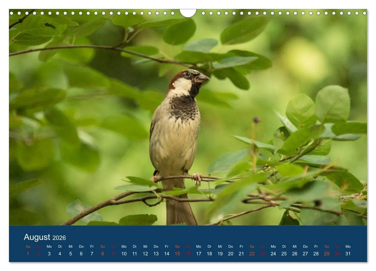 Bild: 9783516183528 | Spatzen-Kalender (Wandkalender 2026 DIN A3 quer), CALVENDO...