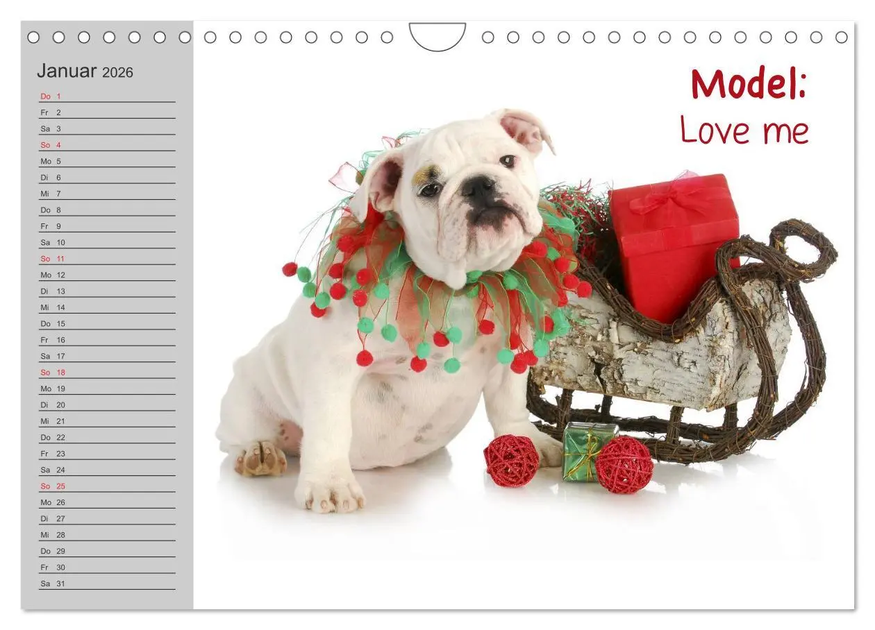 Bild: 9783516003628 | English Bulldog XXL Models (Wandkalender 2026 DIN A4 quer),...