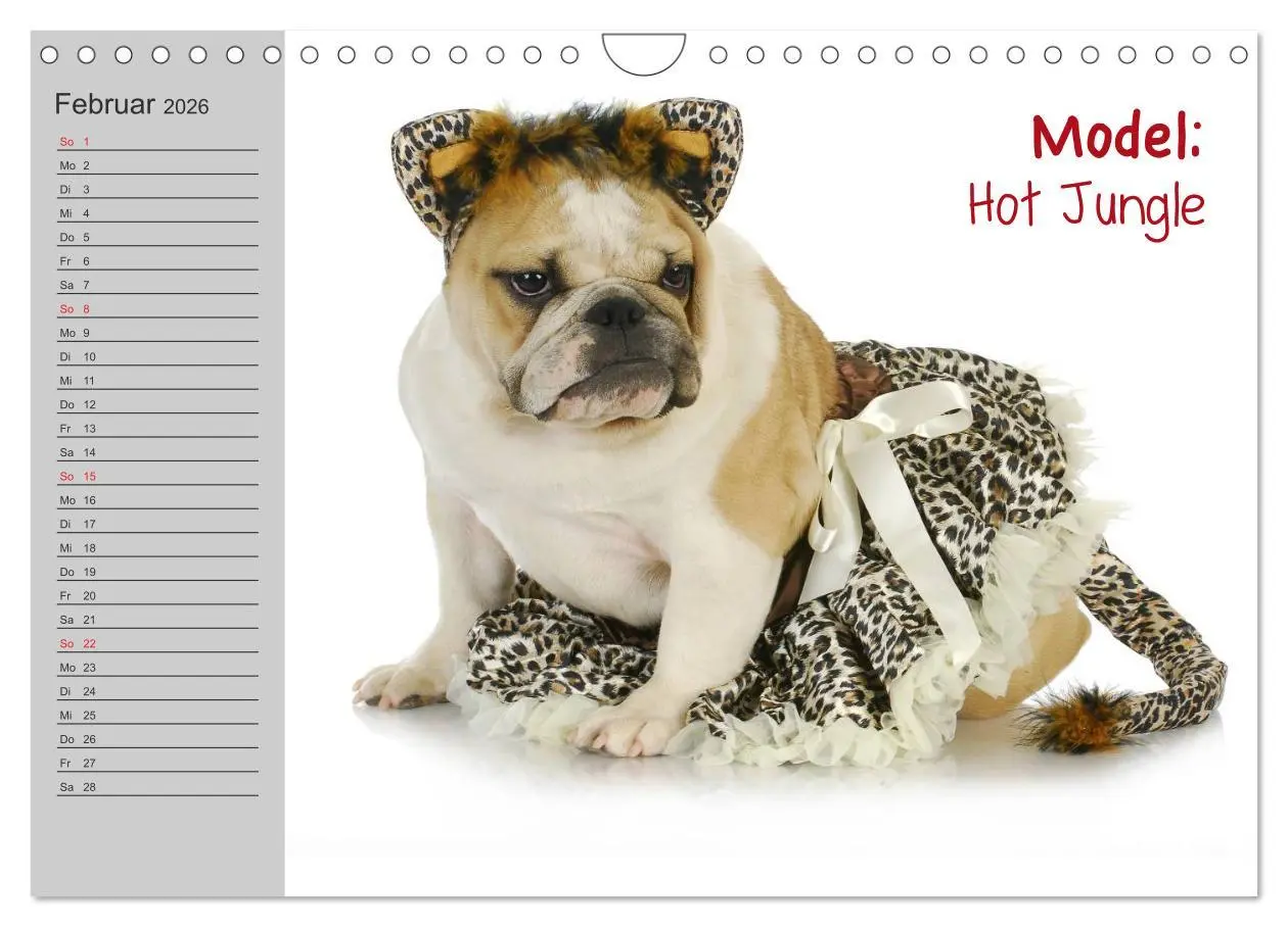 Bild: 9783516003628 | English Bulldog XXL Models (Wandkalender 2026 DIN A4 quer),...