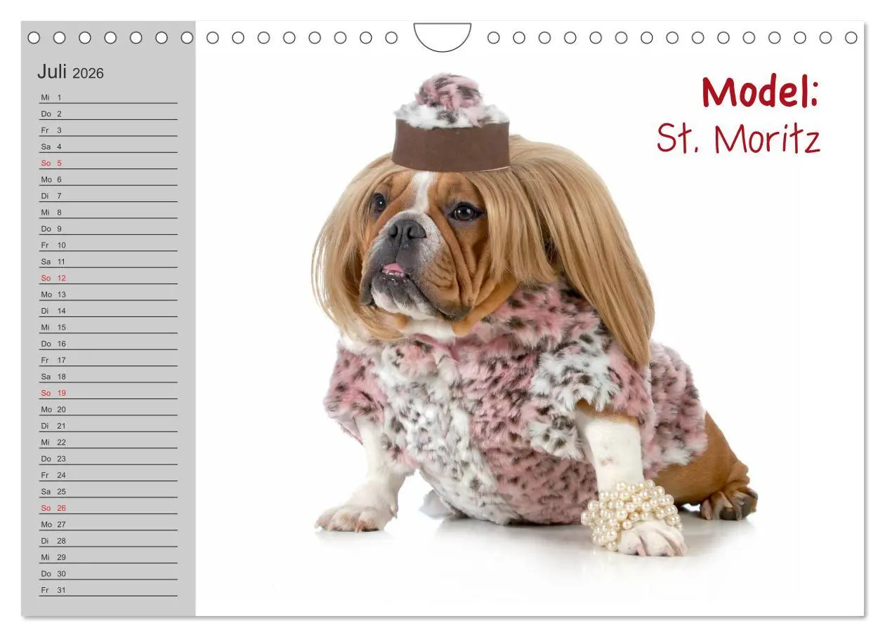 Bild: 9783516003628 | English Bulldog XXL Models (Wandkalender 2026 DIN A4 quer),...