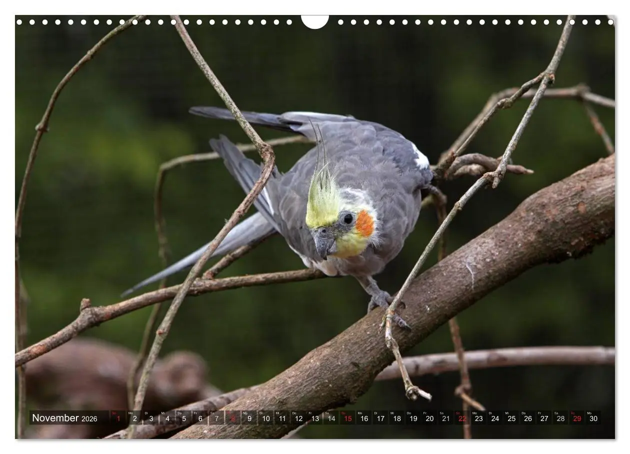 Bild: 9783516173628 | Nymphensittiche (Wandkalender 2026 DIN A3 quer), CALVENDO...