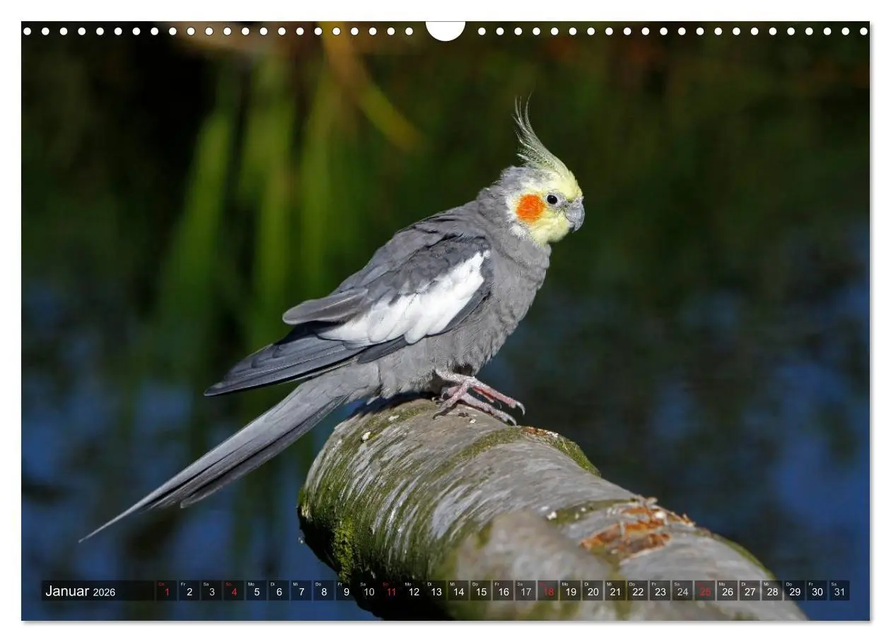 Bild: 9783516173628 | Nymphensittiche (Wandkalender 2026 DIN A3 quer), CALVENDO...
