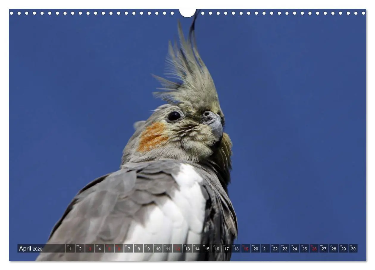 Bild: 9783516173628 | Nymphensittiche (Wandkalender 2026 DIN A3 quer), CALVENDO...