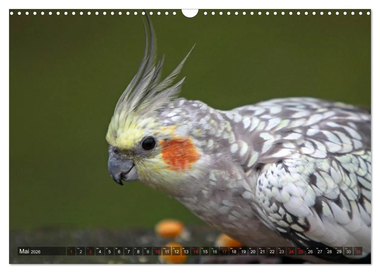 Bild: 9783516173628 | Nymphensittiche (Wandkalender 2026 DIN A3 quer), CALVENDO...