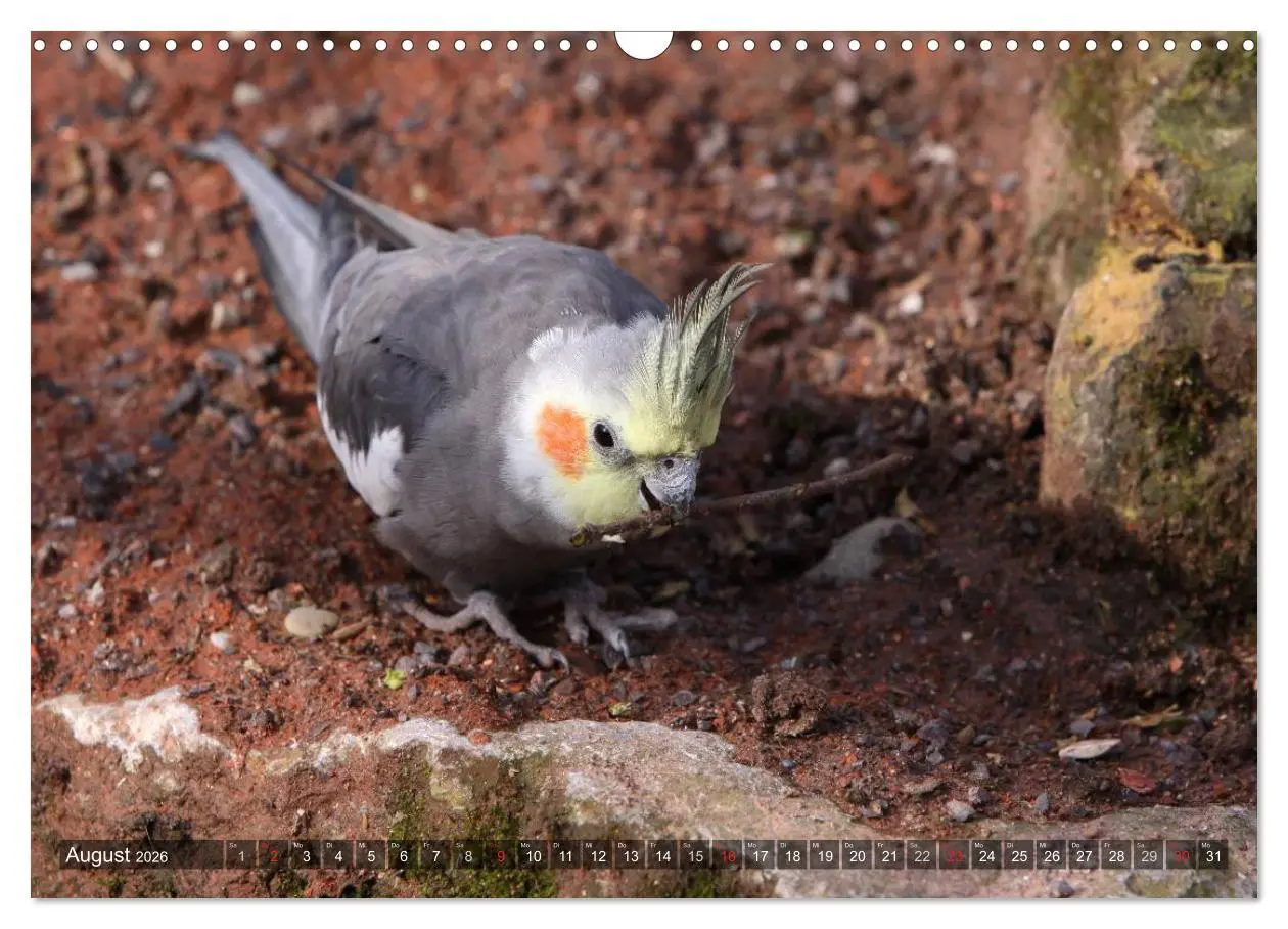 Bild: 9783516173628 | Nymphensittiche (Wandkalender 2026 DIN A3 quer), CALVENDO...