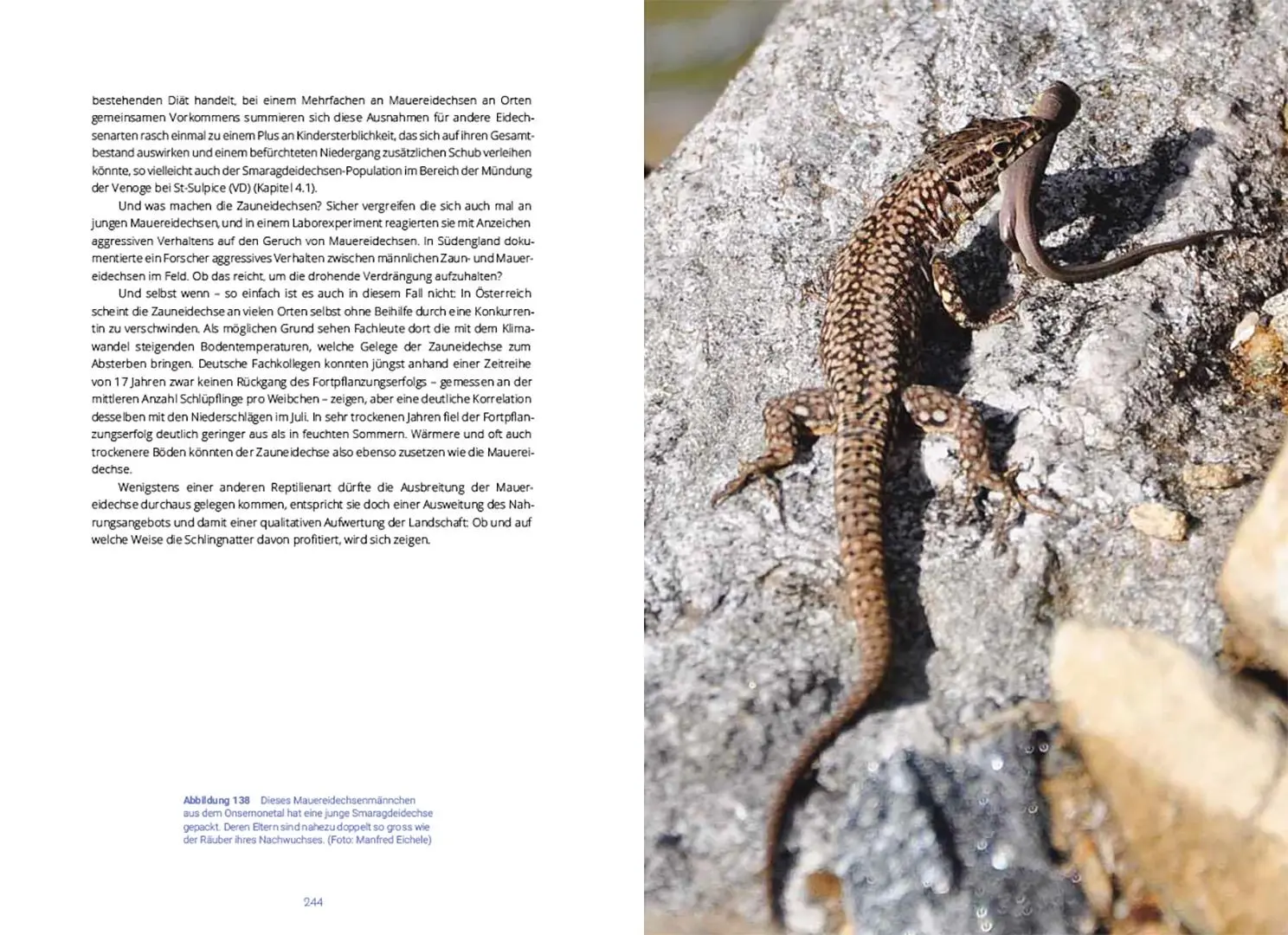 Bild: 9783258083728 | Reptilien in der Schweiz | Wie sie leben und was wir über sie wissen