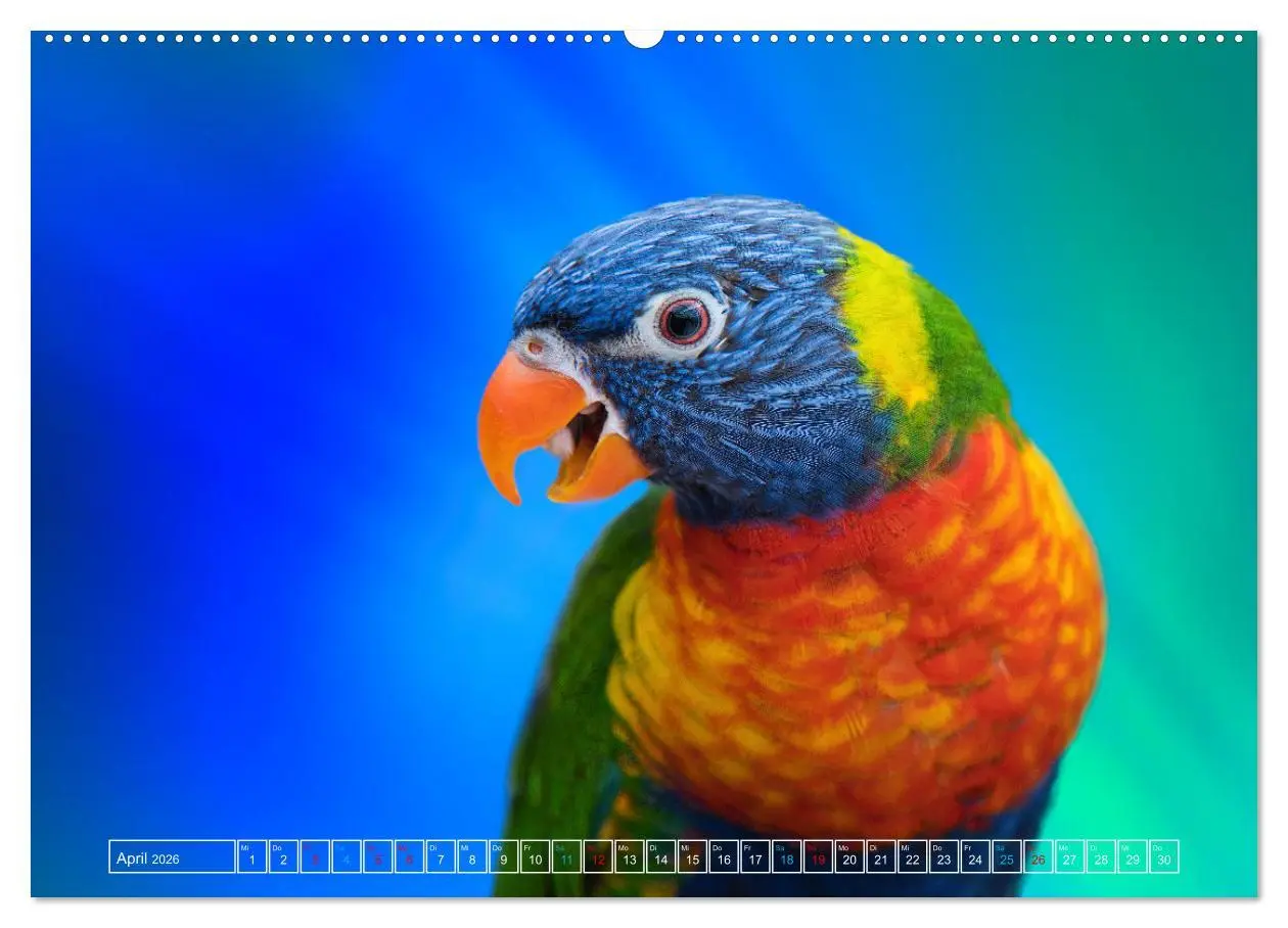 Bild: 9783457523728 | Die bunte Welt der Vögel (Wandkalender 2026 DIN A2 quer), CALVENDO...