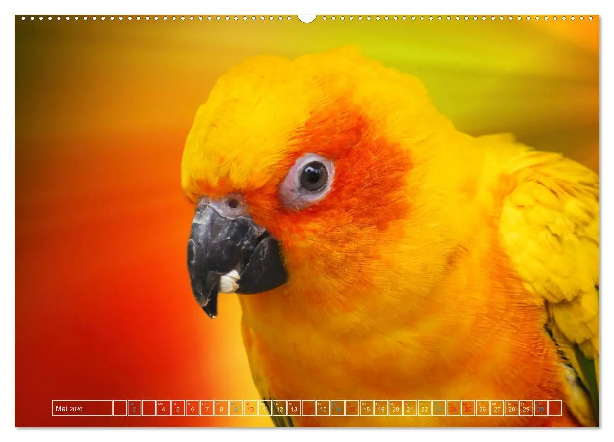 Bild: 9783457523728 | Die bunte Welt der Vögel (Wandkalender 2026 DIN A2 quer), CALVENDO...