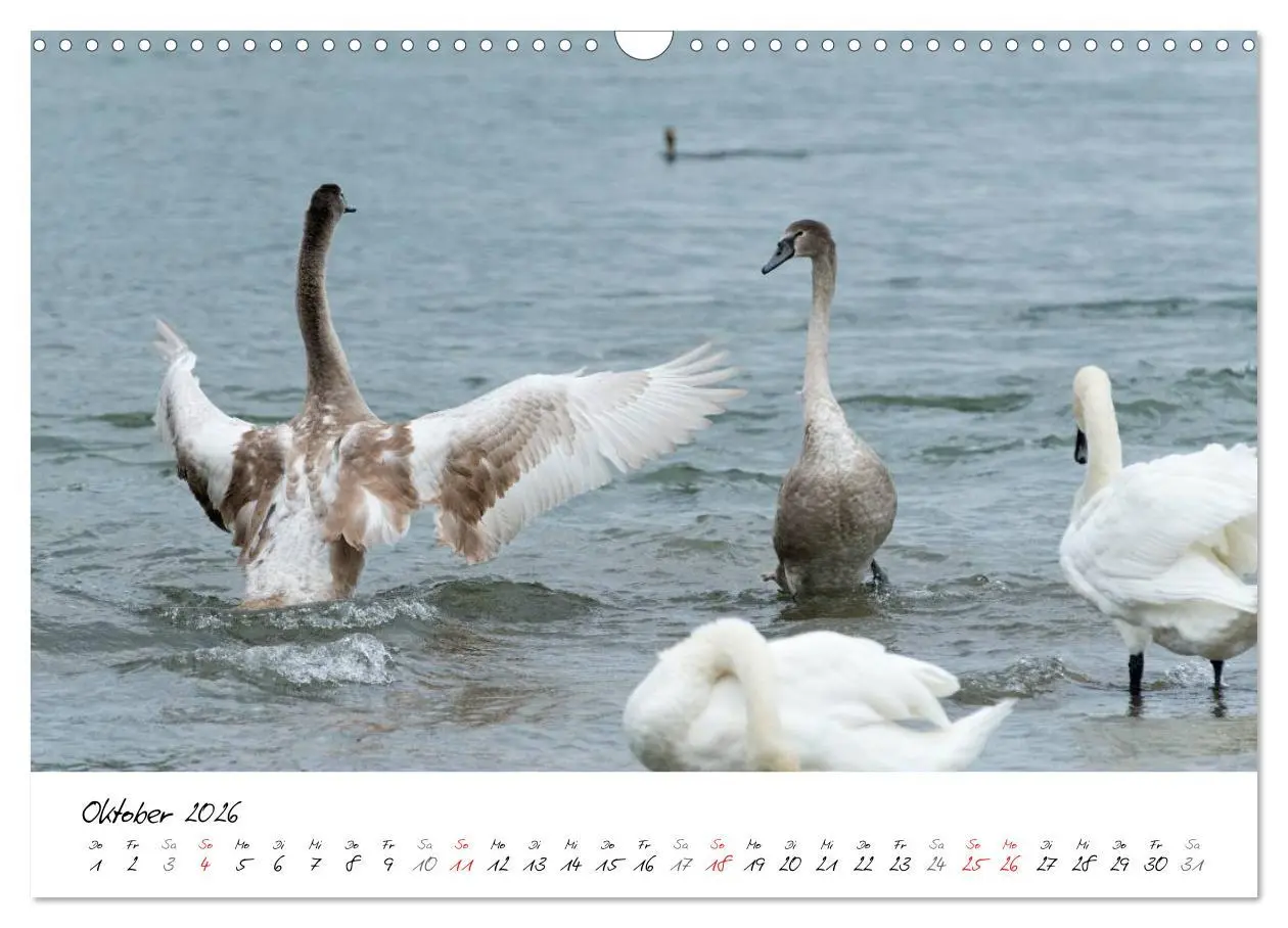 Bild: 9783516093728 | Vom Küken zum Schwan (Wandkalender 2026 DIN A3 quer), CALVENDO...