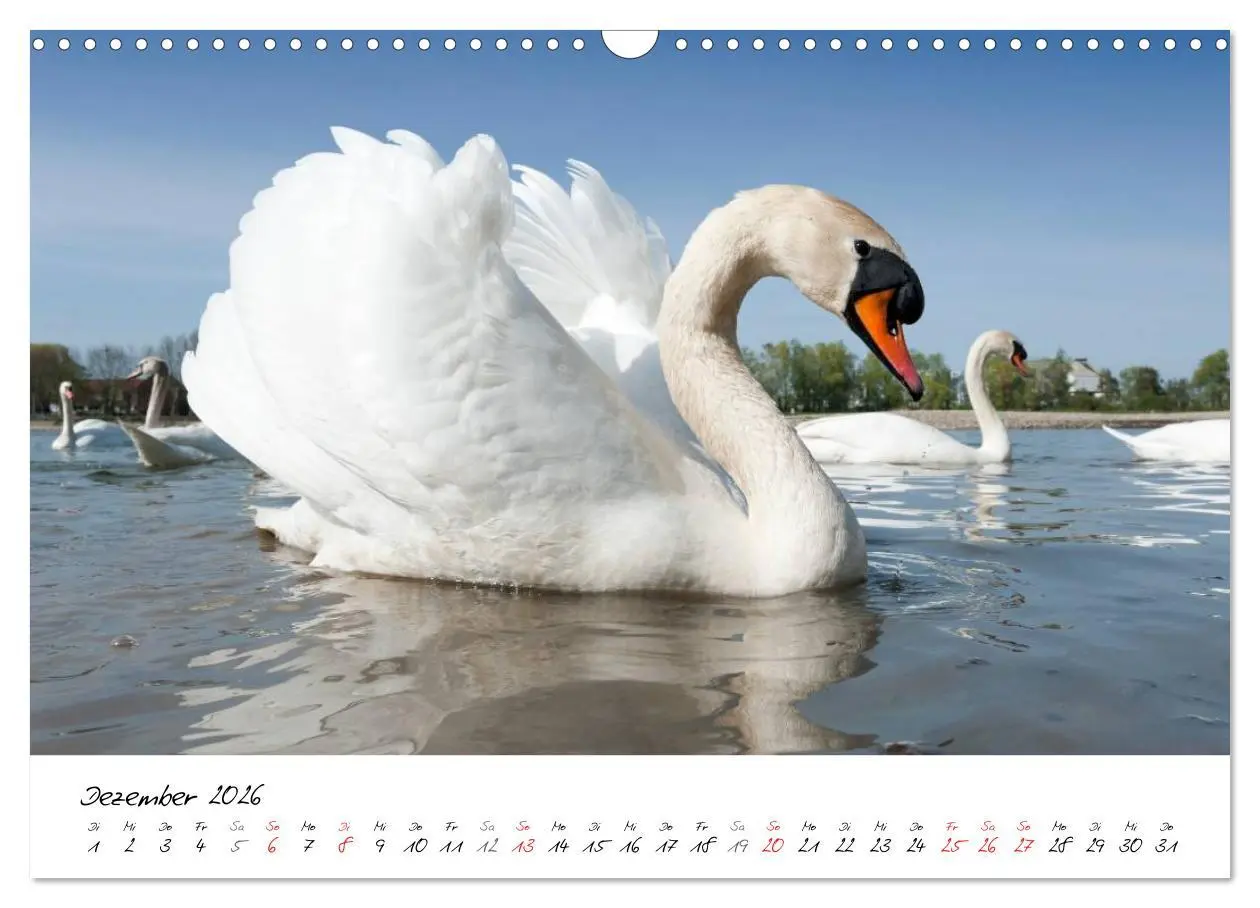 Bild: 9783516093728 | Vom Küken zum Schwan (Wandkalender 2026 DIN A3 quer), CALVENDO...