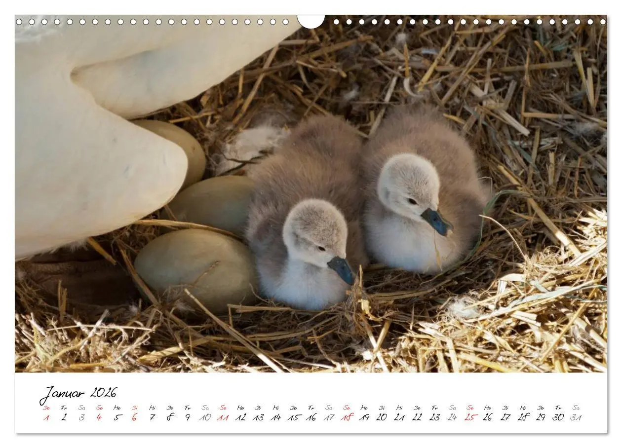 Bild: 9783516093728 | Vom Küken zum Schwan (Wandkalender 2026 DIN A3 quer), CALVENDO...