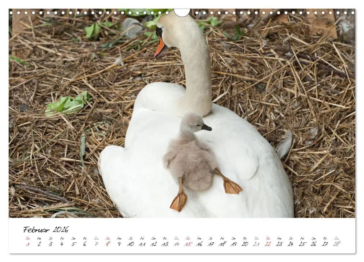 Bild: 9783516093728 | Vom Küken zum Schwan (Wandkalender 2026 DIN A3 quer), CALVENDO...