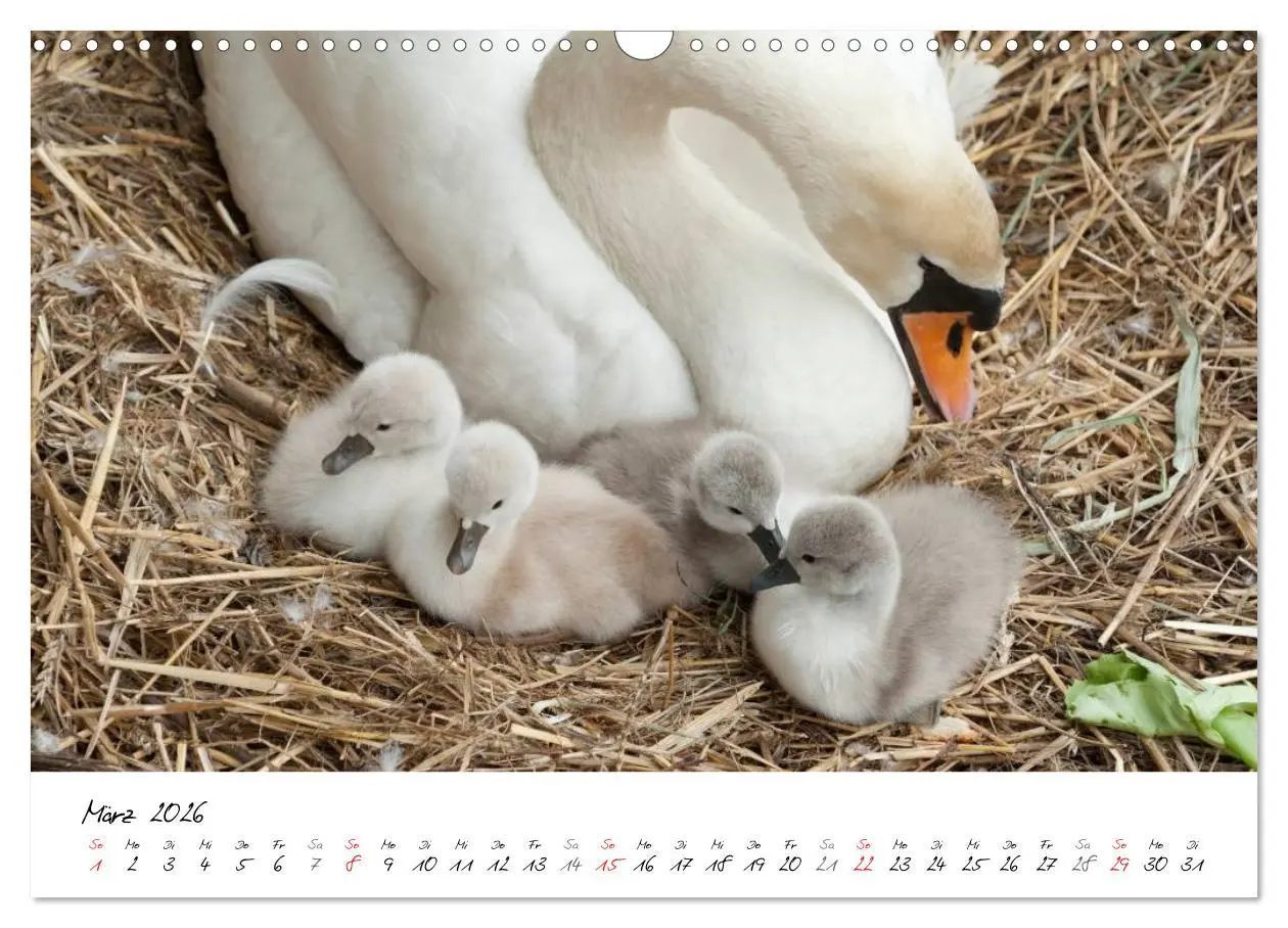 Bild: 9783516093728 | Vom Küken zum Schwan (Wandkalender 2026 DIN A3 quer), CALVENDO...