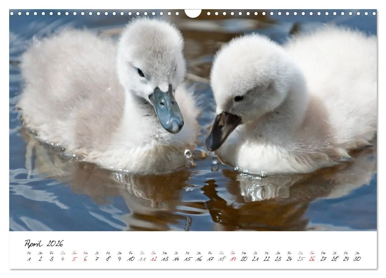 Bild: 9783516093728 | Vom Küken zum Schwan (Wandkalender 2026 DIN A3 quer), CALVENDO...