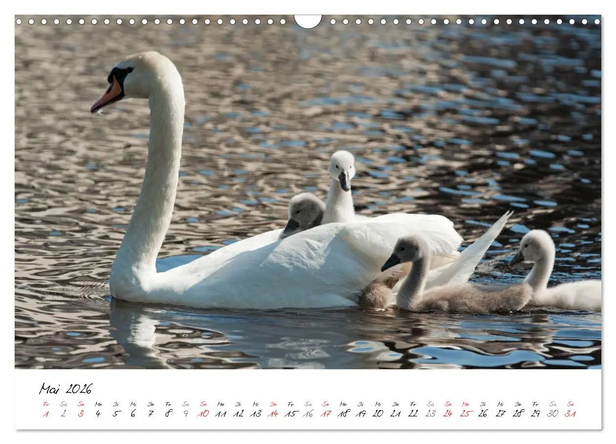 Bild: 9783516093728 | Vom Küken zum Schwan (Wandkalender 2026 DIN A3 quer), CALVENDO...