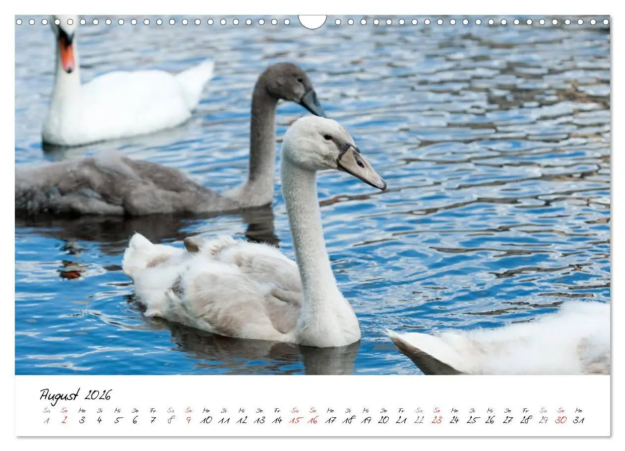 Bild: 9783516093728 | Vom Küken zum Schwan (Wandkalender 2026 DIN A3 quer), CALVENDO...