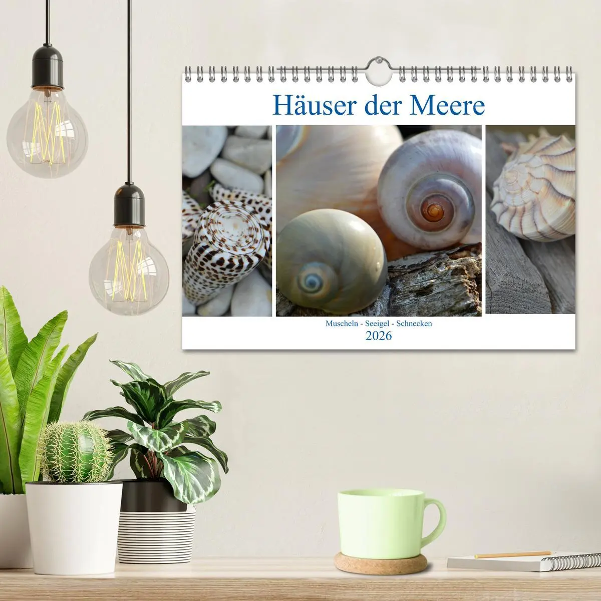 Bild: 9783457823828 | Häuser der Meere: Muscheln - Seeigel - Schnecken (Wandkalender 2026...