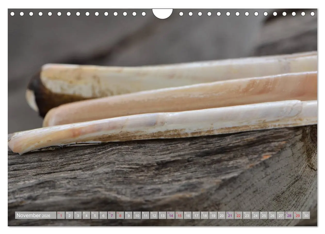 Bild: 9783457823828 | Häuser der Meere: Muscheln - Seeigel - Schnecken (Wandkalender 2026...