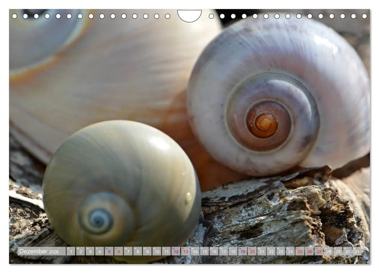 Bild: 9783457823828 | Häuser der Meere: Muscheln - Seeigel - Schnecken (Wandkalender 2026...